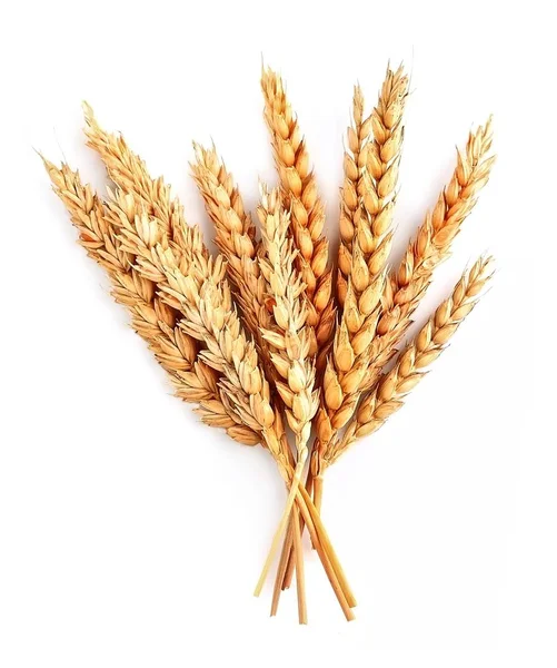 Weizen isoliert aus nächster Nähe — Stockfoto