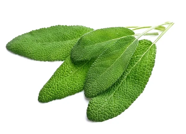 Sage Plant närbild — Stockfoto