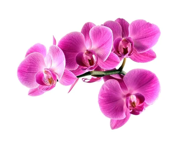 Roze orchidee bloem. — Stockfoto