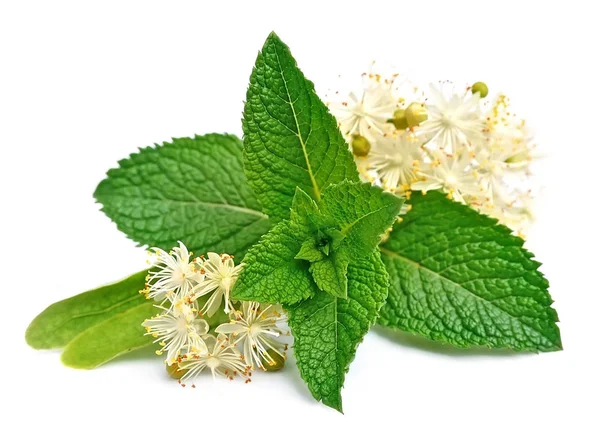 Mint leaves and linden flowers — Stock Photo, Image