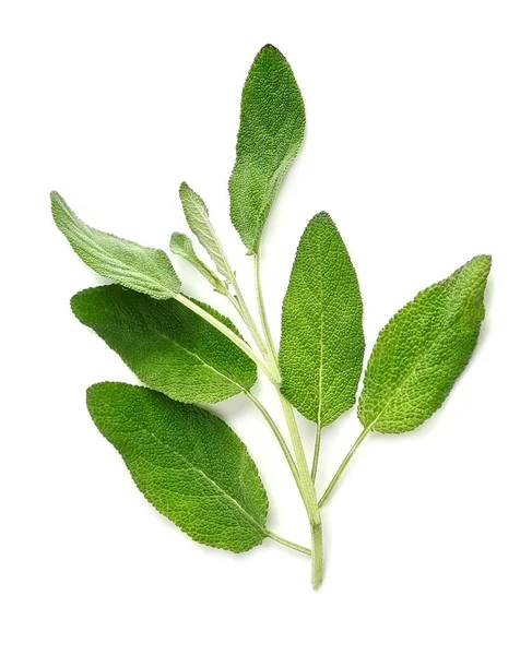 Branch of sage. — Stock Photo, Image