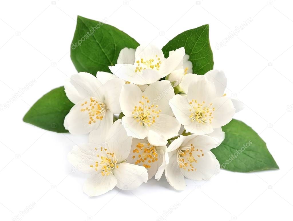 White flowers of jasmine 