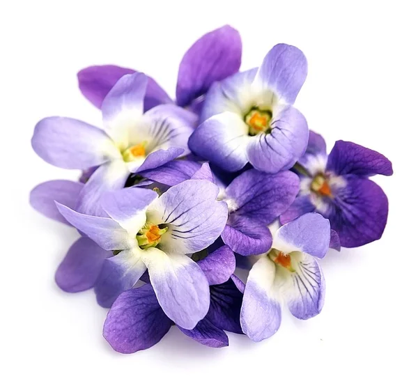 Flores violetas aisladas  . —  Fotos de Stock
