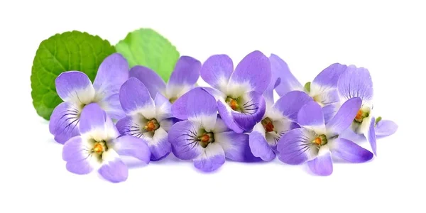 Ramo de flores violetas . — Foto de Stock