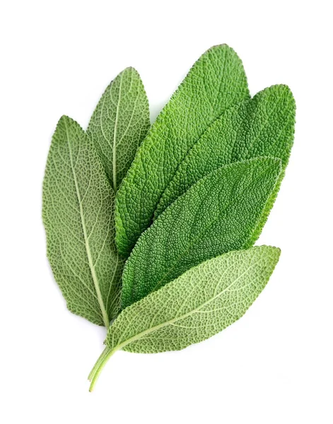 Sage leaves close up . — Stock Photo, Image