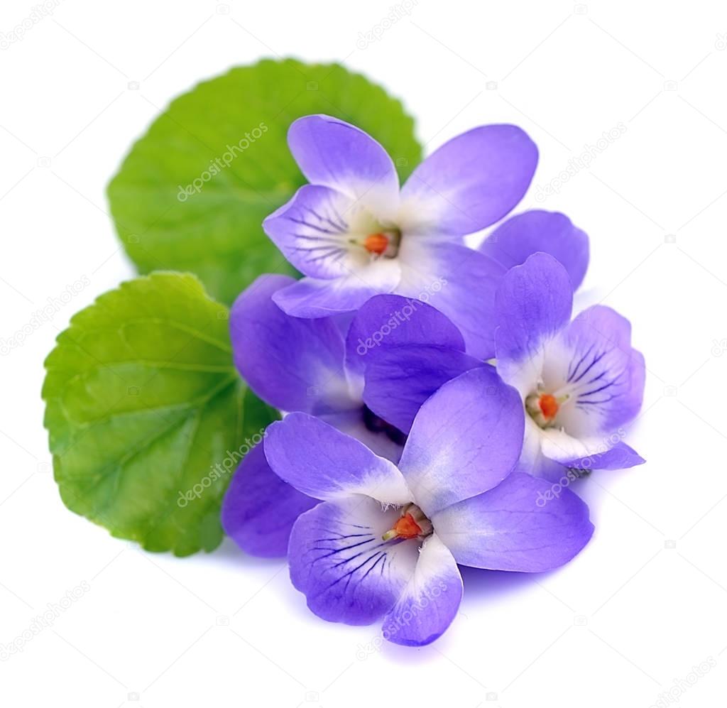 Violets flowers isolated