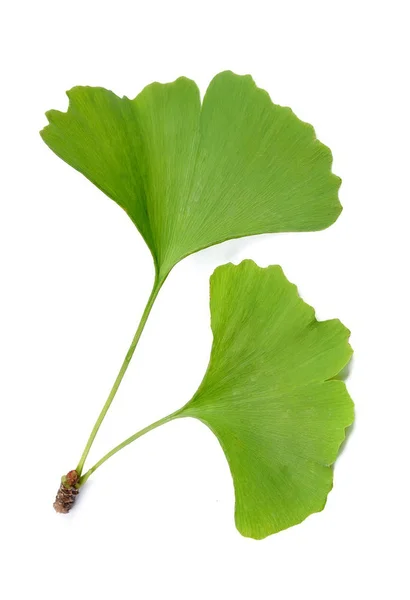 Blätter des Ginkgo biloba. — Stockfoto