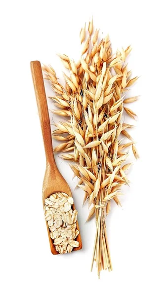 Oat plant with oats corn. — Stock Photo, Image
