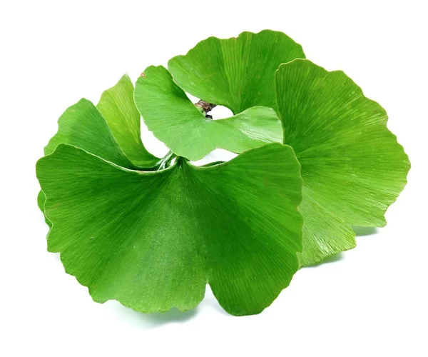 Feuilles de ginkgo biloba. — Photo