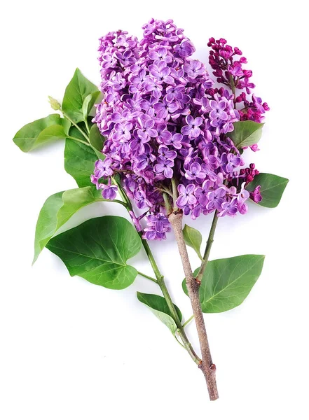 Lilac flower closeup. — Stock Photo, Image