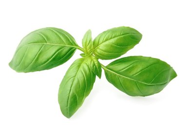 taze fesleğen yaprağı.