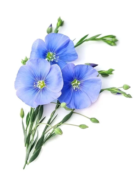 Lin blå blommor. — Stockfoto