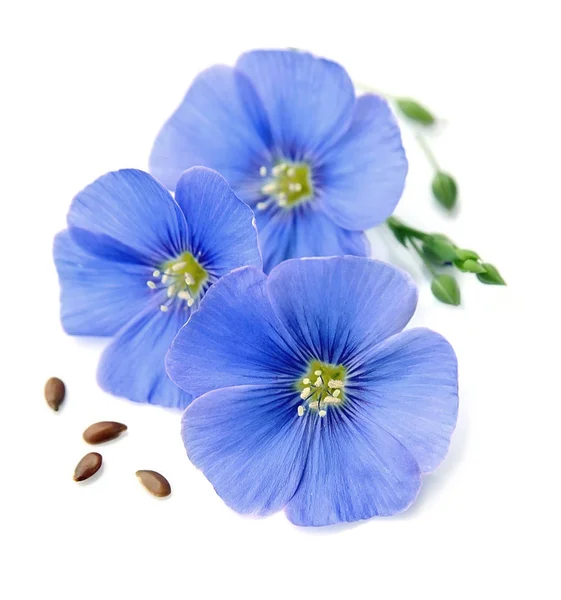 Len modré květy . — Stock fotografie