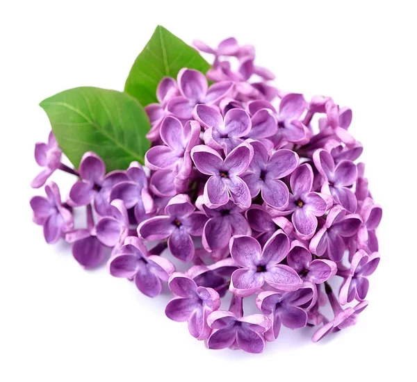 Fiore lilla isolato — Foto Stock