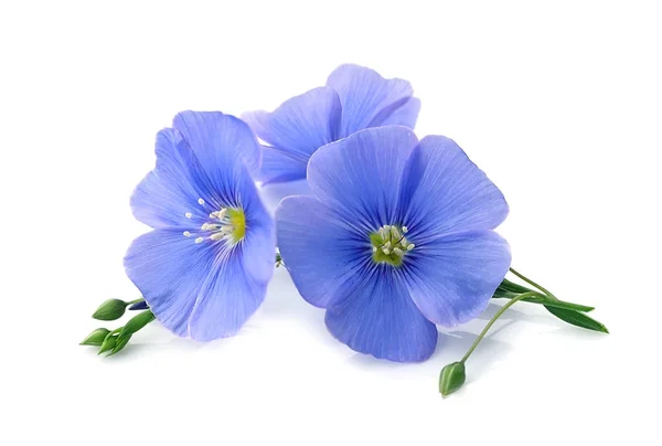 Vlas blauwe bloemen . — Stockfoto