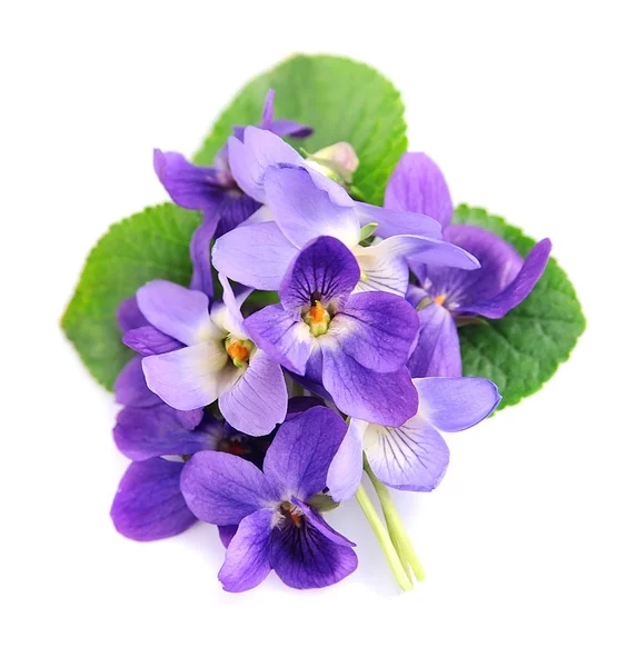 Buquê de flores de violetas  . — Fotografia de Stock