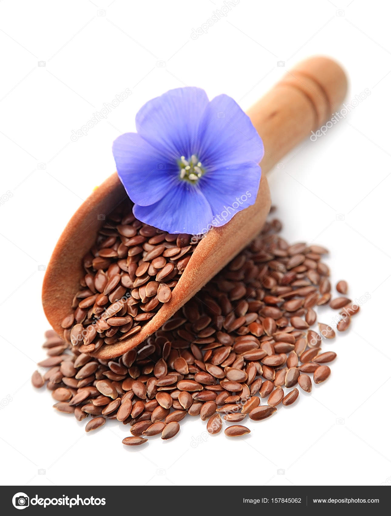 Flax seed and flax flowers . — Stock Photo © margo555 157845062