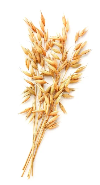 Oat plant on white. — Stock Photo, Image