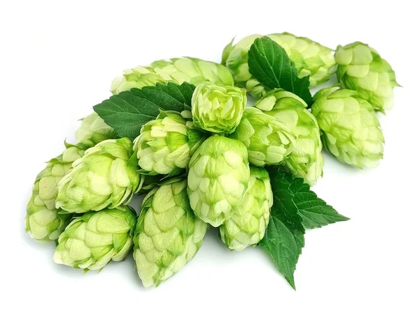 Houblon en fleurs isolé . — Photo