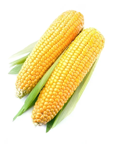 Een oor van maïs. — Stockfoto
