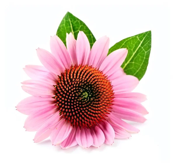 Echinacea blüht isoliert. — Stockfoto