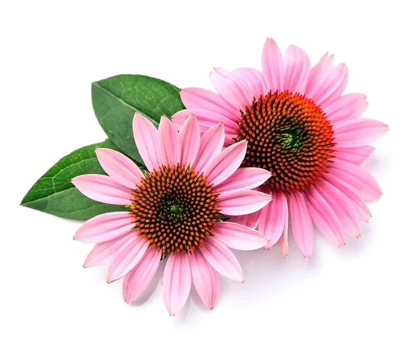 Echinacea blüht isoliert. — Stockfoto