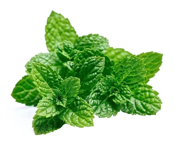 Mint leaf closeup . — Stock Photo, Image