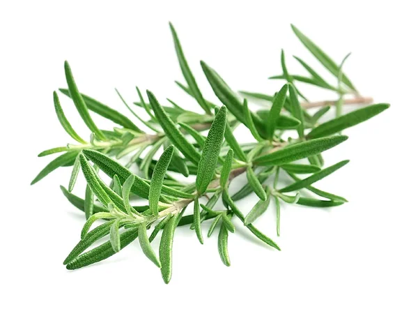 Rosemary Herbs Closeup White Backgrounds — Stock Photo, Image