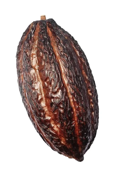 Vaina de cacao aislado . — Foto de Stock