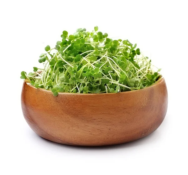 Micro green salad. — Stock Photo, Image