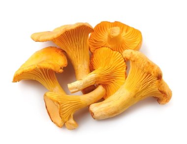 Cantharellus cibarius mantar.