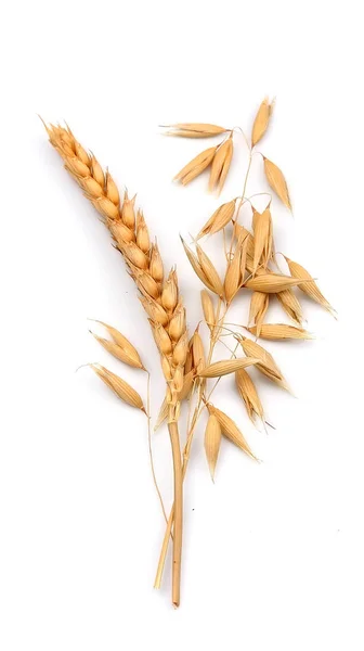 Wheat and oats. — Stock Photo, Image