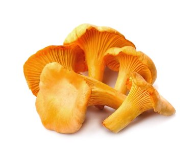 Cantharellus cibarius mantar.