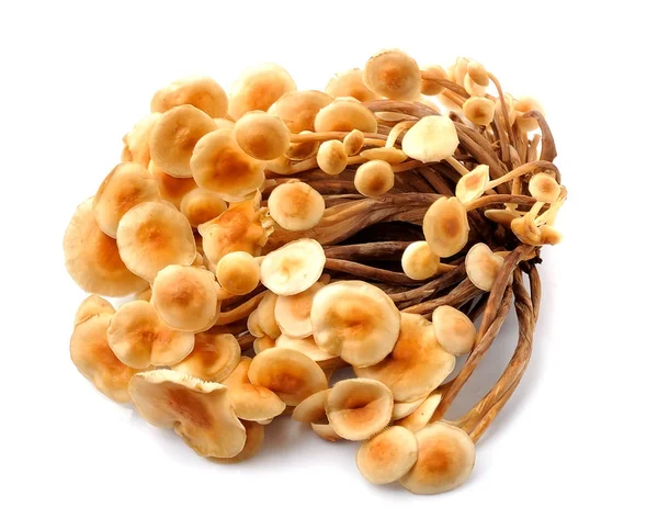 Cogumelos melada — Fotografia de Stock