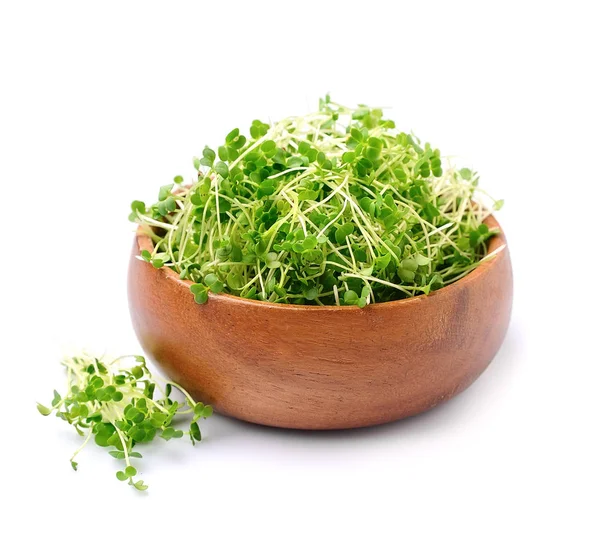 Microgreen arugula — Stock Photo, Image