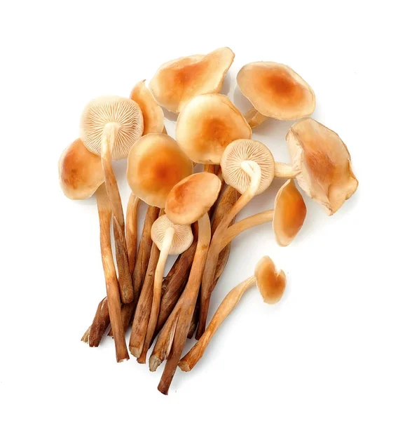 Honeydew mushrooms on a white background. — ストック写真