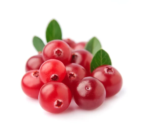 Bagas de cranberries closeup . — Fotografia de Stock