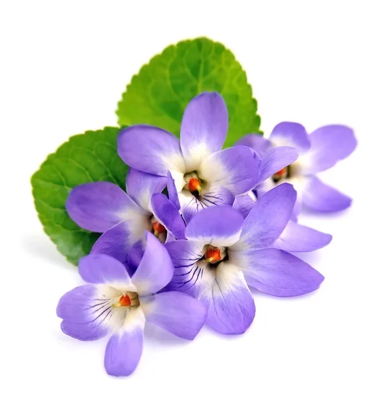 Wild Violet Flowers Isolated White Backgrounds — Stock Photo, Image