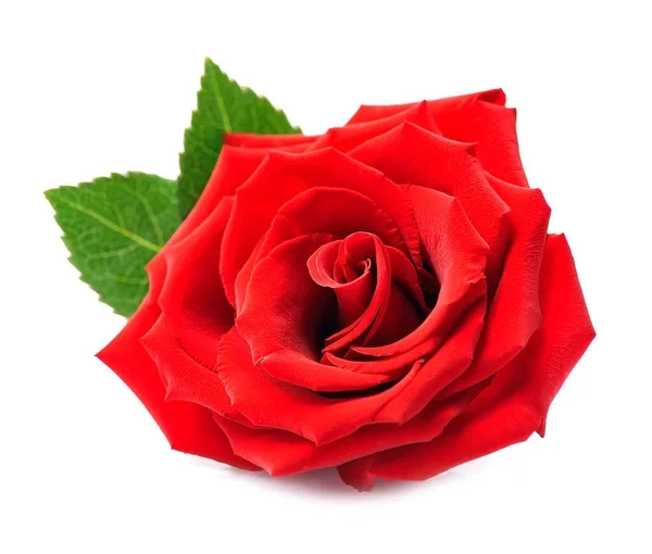 Red Rose Isolated White Background Gigt — Φωτογραφία Αρχείου