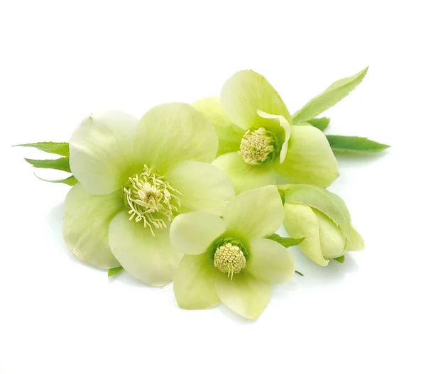 Hellebore Blommor Isolerad Vit Bakgrund — Stockfoto