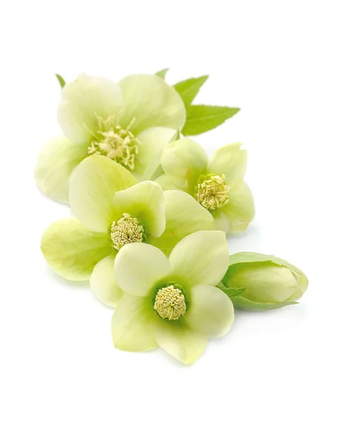 Hellebore Blommor Isolerad Vit Bakgrund — Stockfoto