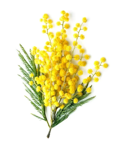 Ramoscello Fiori Mimosa Isolato Sfondi Bianchi — Foto Stock