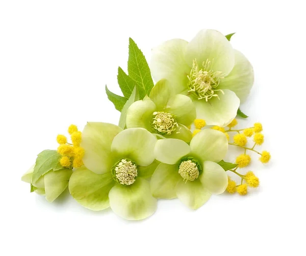 Hellebore Virágok Izolált Fehér Alapon — Stock Fotó