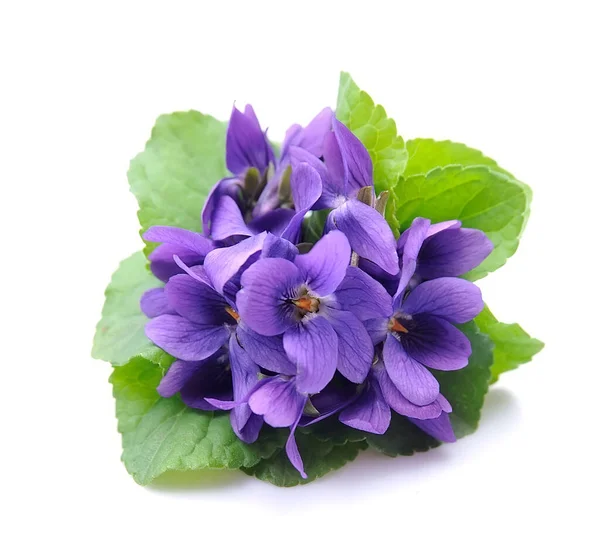 Wild Violet Flowers Isolated White Backgrounds — Stock Photo, Image