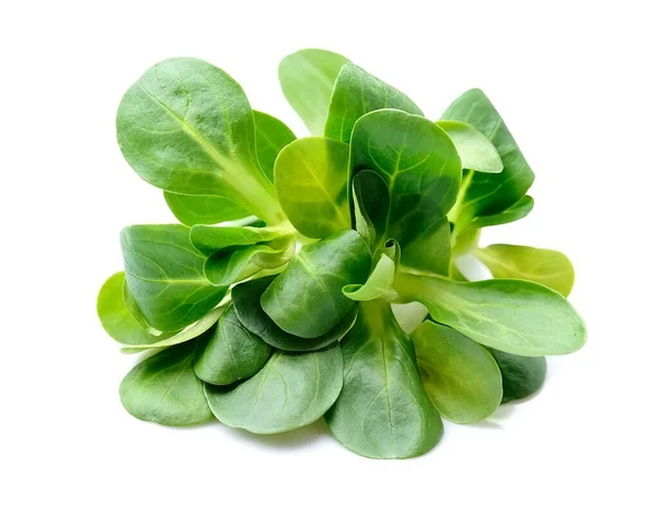 Baldrian Blättert Salat Maissalat Isoliert Auf Weißem Hintergrund Kopfsalat — Stockfoto