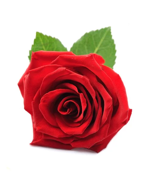 Fleur Rouge Rose Isolée Sur Fond Blanc — Photo