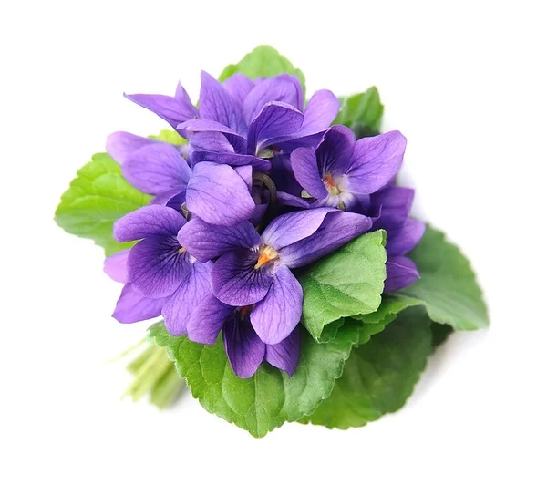 Wilde Violette Blüten Isoliert Auf Weißem Hintergrund — Stockfoto