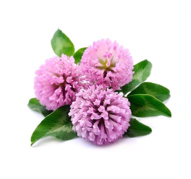 Yonca çiçekleri beyaz arka planda makro izopsiyon yapar.