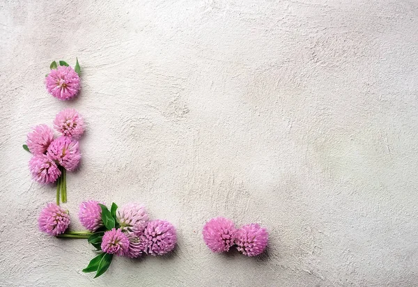 Achtergronden Met Klaverbloem Close Voorjaarsachtergronden Vintage — Stockfoto