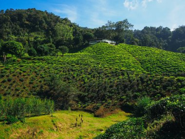 Çay tarlası manzarası